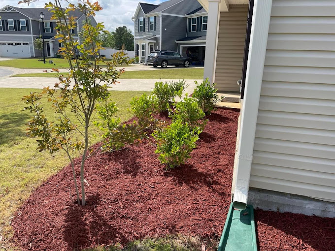 A small tree in the middle of a yard